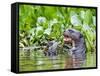 Brazil, Pantanal, Mato Grosso Do Sul. a Giant River Otter Eating an Armoured Catfish-Nigel Pavitt-Framed Stretched Canvas