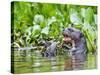 Brazil, Pantanal, Mato Grosso Do Sul. a Giant River Otter Eating an Armoured Catfish-Nigel Pavitt-Stretched Canvas