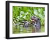 Brazil, Pantanal, Mato Grosso Do Sul. a Giant River Otter Eating an Armoured Catfish-Nigel Pavitt-Framed Photographic Print