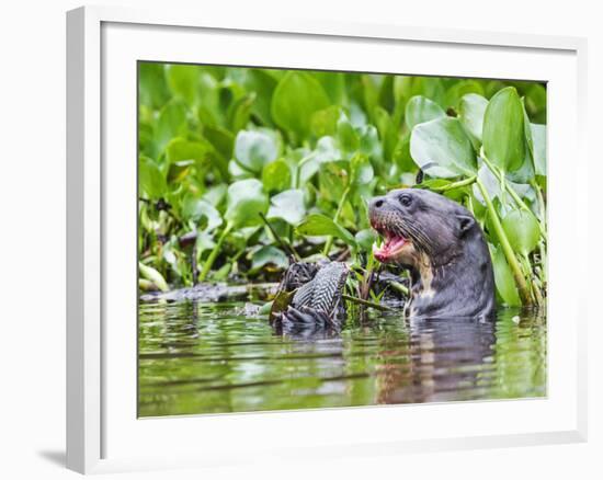 Brazil, Pantanal, Mato Grosso Do Sul. a Giant River Otter Eating an Armoured Catfish-Nigel Pavitt-Framed Photographic Print