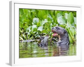 Brazil, Pantanal, Mato Grosso Do Sul. a Giant River Otter Eating an Armoured Catfish-Nigel Pavitt-Framed Photographic Print