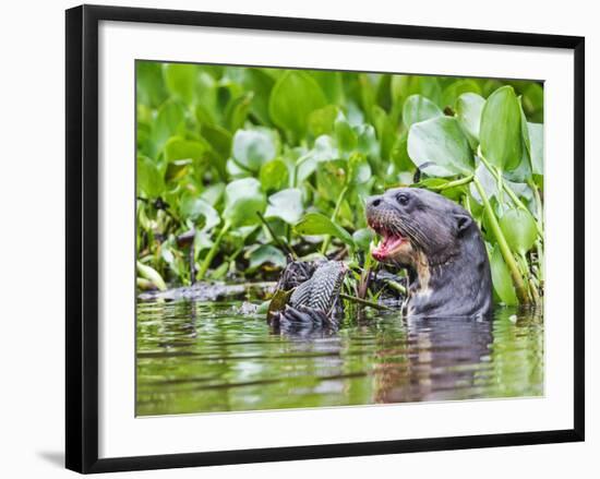 Brazil, Pantanal, Mato Grosso Do Sul. a Giant River Otter Eating an Armoured Catfish-Nigel Pavitt-Framed Photographic Print