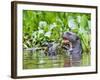 Brazil, Pantanal, Mato Grosso Do Sul. a Giant River Otter Eating an Armoured Catfish-Nigel Pavitt-Framed Photographic Print