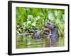 Brazil, Pantanal, Mato Grosso Do Sul. a Giant River Otter Eating an Armoured Catfish-Nigel Pavitt-Framed Photographic Print