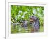 Brazil, Pantanal, Mato Grosso Do Sul. a Giant River Otter Eating an Armoured Catfish-Nigel Pavitt-Framed Photographic Print