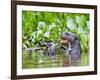 Brazil, Pantanal, Mato Grosso Do Sul. a Giant River Otter Eating an Armoured Catfish-Nigel Pavitt-Framed Photographic Print