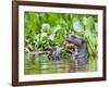 Brazil, Pantanal, Mato Grosso Do Sul. a Giant River Otter Eating an Armoured Catfish-Nigel Pavitt-Framed Photographic Print