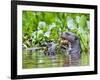 Brazil, Pantanal, Mato Grosso Do Sul. a Giant River Otter Eating an Armoured Catfish-Nigel Pavitt-Framed Photographic Print