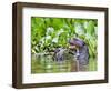 Brazil, Pantanal, Mato Grosso Do Sul. a Giant River Otter Eating an Armoured Catfish-Nigel Pavitt-Framed Photographic Print