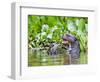 Brazil, Pantanal, Mato Grosso Do Sul. a Giant River Otter Eating an Armoured Catfish-Nigel Pavitt-Framed Photographic Print