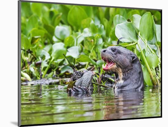 Brazil, Pantanal, Mato Grosso Do Sul. a Giant River Otter Eating an Armoured Catfish-Nigel Pavitt-Mounted Photographic Print