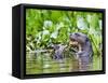 Brazil, Pantanal, Mato Grosso Do Sul. a Giant River Otter Eating an Armoured Catfish-Nigel Pavitt-Framed Stretched Canvas