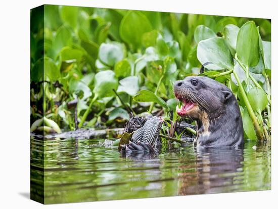 Brazil, Pantanal, Mato Grosso Do Sul. a Giant River Otter Eating an Armoured Catfish-Nigel Pavitt-Stretched Canvas