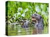 Brazil, Pantanal, Mato Grosso Do Sul. a Giant River Otter Eating an Armoured Catfish-Nigel Pavitt-Stretched Canvas