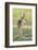 Brazil, Pantanal, Mato Grosso Do Sul. a Male Pampas Deer.-Nigel Pavitt-Framed Photographic Print