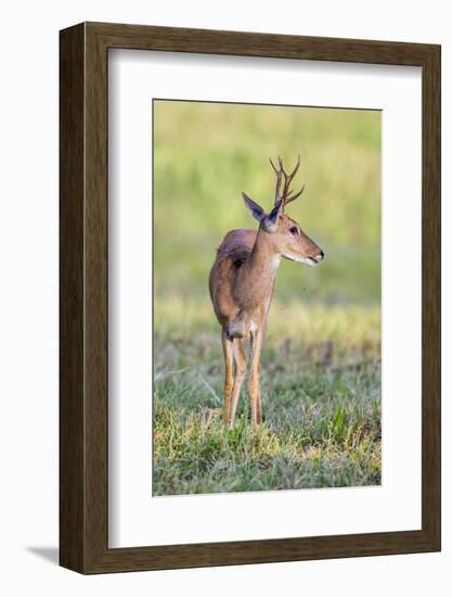 Brazil, Pantanal, Mato Grosso Do Sul. a Male Pampas Deer.-Nigel Pavitt-Framed Photographic Print