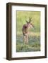 Brazil, Pantanal, Mato Grosso Do Sul. a Male Pampas Deer.-Nigel Pavitt-Framed Photographic Print