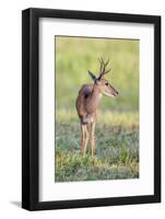 Brazil, Pantanal, Mato Grosso Do Sul. a Male Pampas Deer.-Nigel Pavitt-Framed Photographic Print