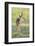 Brazil, Pantanal, Mato Grosso Do Sul. a Male Pampas Deer.-Nigel Pavitt-Framed Photographic Print