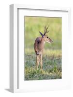 Brazil, Pantanal, Mato Grosso Do Sul. a Male Pampas Deer.-Nigel Pavitt-Framed Photographic Print