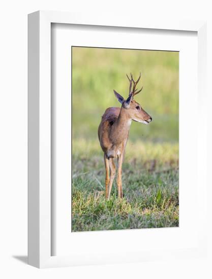 Brazil, Pantanal, Mato Grosso Do Sul. a Male Pampas Deer.-Nigel Pavitt-Framed Photographic Print