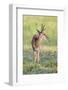 Brazil, Pantanal, Mato Grosso Do Sul. a Male Pampas Deer.-Nigel Pavitt-Framed Photographic Print