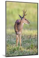 Brazil, Pantanal, Mato Grosso Do Sul. a Male Pampas Deer.-Nigel Pavitt-Mounted Photographic Print