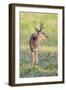 Brazil, Pantanal, Mato Grosso Do Sul. a Male Pampas Deer.-Nigel Pavitt-Framed Photographic Print
