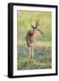 Brazil, Pantanal, Mato Grosso Do Sul. a Male Pampas Deer.-Nigel Pavitt-Framed Photographic Print