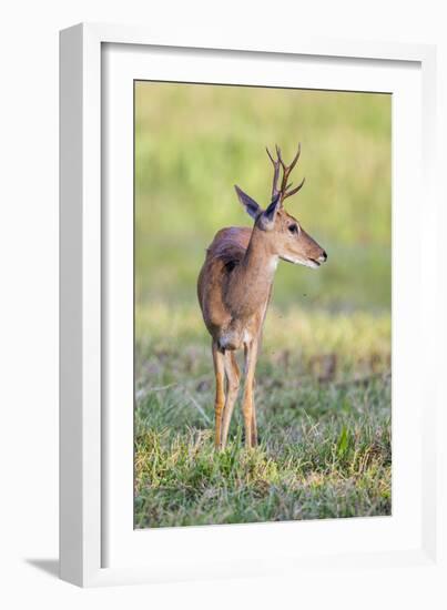 Brazil, Pantanal, Mato Grosso Do Sul. a Male Pampas Deer.-Nigel Pavitt-Framed Photographic Print