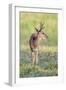 Brazil, Pantanal, Mato Grosso Do Sul. a Male Pampas Deer.-Nigel Pavitt-Framed Photographic Print