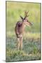 Brazil, Pantanal, Mato Grosso Do Sul. a Male Pampas Deer.-Nigel Pavitt-Mounted Premium Photographic Print