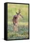 Brazil, Pantanal, Mato Grosso Do Sul. a Male Pampas Deer.-Nigel Pavitt-Framed Stretched Canvas