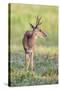 Brazil, Pantanal, Mato Grosso Do Sul. a Male Pampas Deer.-Nigel Pavitt-Stretched Canvas