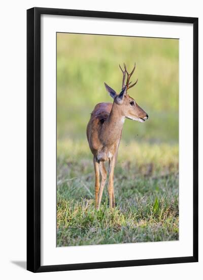 Brazil, Pantanal, Mato Grosso Do Sul. a Male Pampas Deer.-Nigel Pavitt-Framed Photographic Print