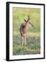 Brazil, Pantanal, Mato Grosso Do Sul. a Male Pampas Deer.-Nigel Pavitt-Framed Photographic Print