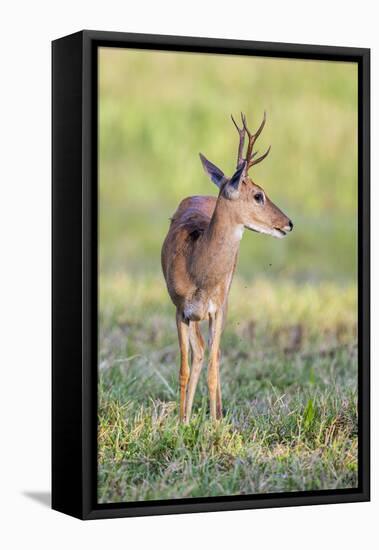 Brazil, Pantanal, Mato Grosso Do Sul. a Male Pampas Deer.-Nigel Pavitt-Framed Stretched Canvas