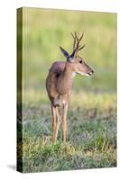 Brazil, Pantanal, Mato Grosso Do Sul. a Male Pampas Deer.-Nigel Pavitt-Stretched Canvas