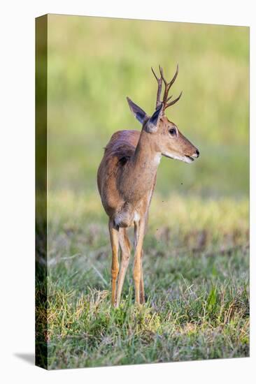 Brazil, Pantanal, Mato Grosso Do Sul. a Male Pampas Deer.-Nigel Pavitt-Stretched Canvas