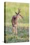 Brazil, Pantanal, Mato Grosso Do Sul. a Male Pampas Deer.-Nigel Pavitt-Stretched Canvas