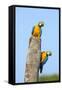 Brazil, Pantanal, Mato Grosso Do Sul. a Pair of Beautiful Blue-And-Yellow Macaws.-Nigel Pavitt-Framed Stretched Canvas