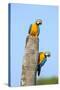Brazil, Pantanal, Mato Grosso Do Sul. a Pair of Beautiful Blue-And-Yellow Macaws.-Nigel Pavitt-Stretched Canvas