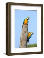 Brazil, Pantanal, Mato Grosso Do Sul. a Pair of Beautiful Blue-And-Yellow Macaws.-Nigel Pavitt-Framed Photographic Print