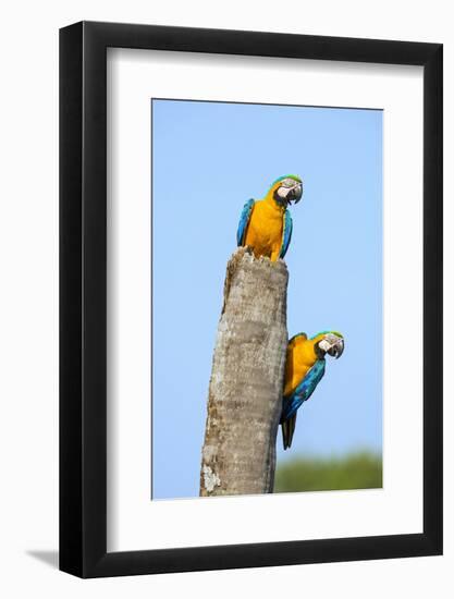 Brazil, Pantanal, Mato Grosso Do Sul. a Pair of Beautiful Blue-And-Yellow Macaws.-Nigel Pavitt-Framed Photographic Print