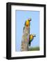 Brazil, Pantanal, Mato Grosso Do Sul. a Pair of Beautiful Blue-And-Yellow Macaws.-Nigel Pavitt-Framed Photographic Print