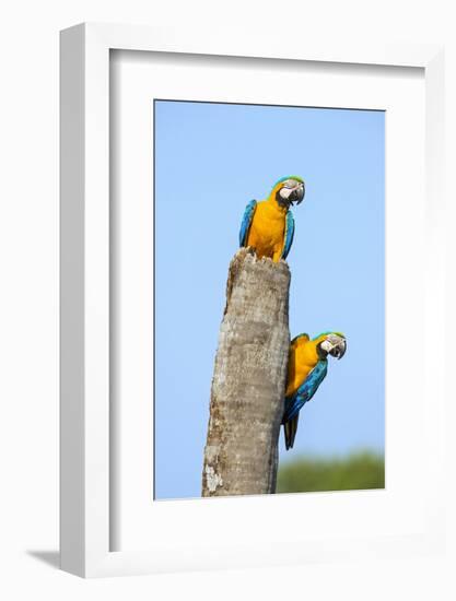 Brazil, Pantanal, Mato Grosso Do Sul. a Pair of Beautiful Blue-And-Yellow Macaws.-Nigel Pavitt-Framed Photographic Print