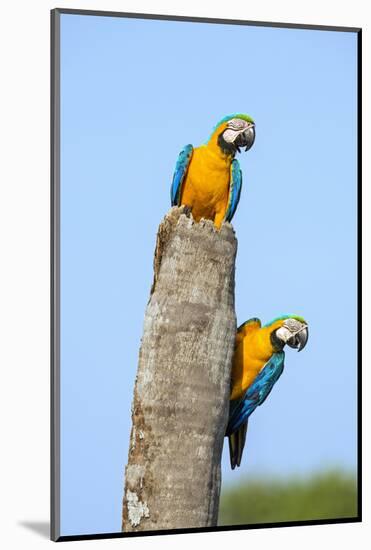 Brazil, Pantanal, Mato Grosso Do Sul. a Pair of Beautiful Blue-And-Yellow Macaws.-Nigel Pavitt-Mounted Photographic Print