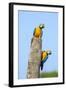 Brazil, Pantanal, Mato Grosso Do Sul. a Pair of Beautiful Blue-And-Yellow Macaws.-Nigel Pavitt-Framed Photographic Print