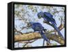 Brazil, Pantanal, Mato Grosso Do Sul. a Pair of Hyacinth Macaws. L.-Nigel Pavitt-Framed Stretched Canvas