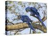 Brazil, Pantanal, Mato Grosso Do Sul. a Pair of Hyacinth Macaws. L.-Nigel Pavitt-Stretched Canvas